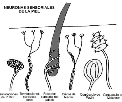 Figura  1:  Clasificación  general  de  fibras  nerviosas  sensitivas,  motoras  y  autonómicas