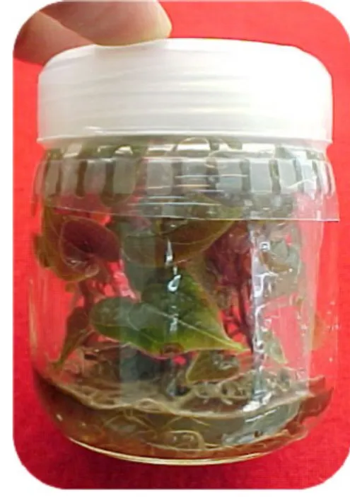 Figura 2. Vitroplanta