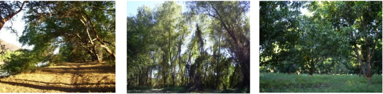 Figura 9. Vegetación ribereña dominada por árboles como Pithecellobium dulce y árboles del género Salix y 