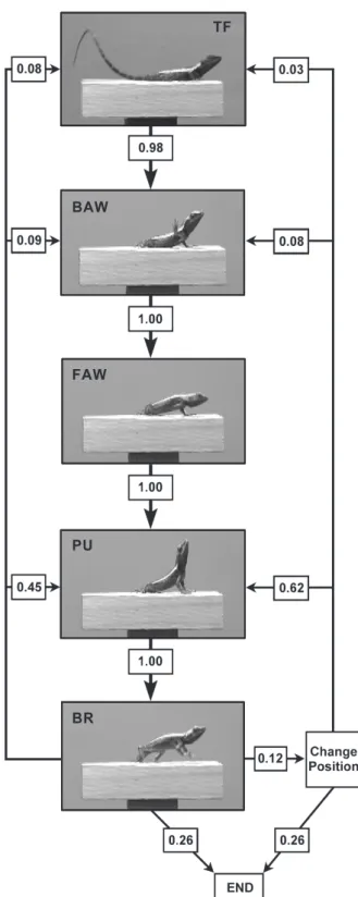 Fig. 2. The probability of occurrence of each display