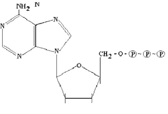 Fig 1.  Estructura molecular del ATP.