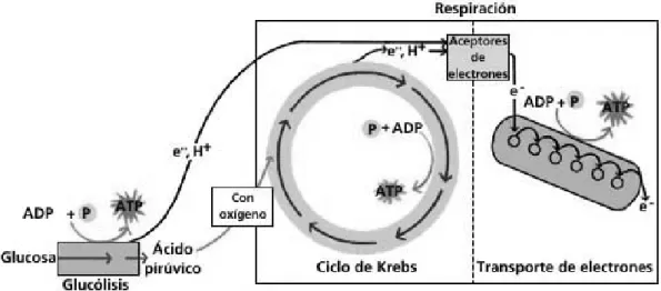 Fig 4.  Esquema del proceso metabólico en la célula vegetal. 