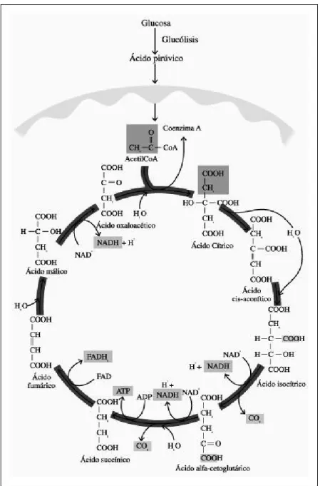 Fig 5.  Ciclo de Krebs.