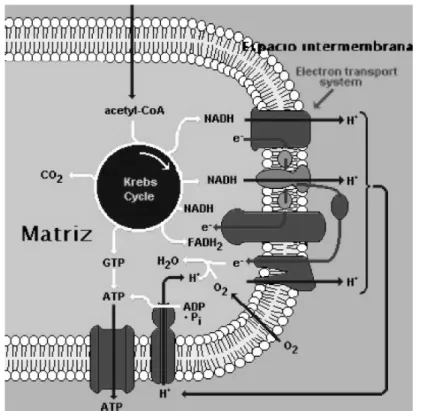 Fig 6.  Cadena transportadora de electrones.
