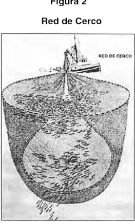 Figura  2  Red de Cerco 