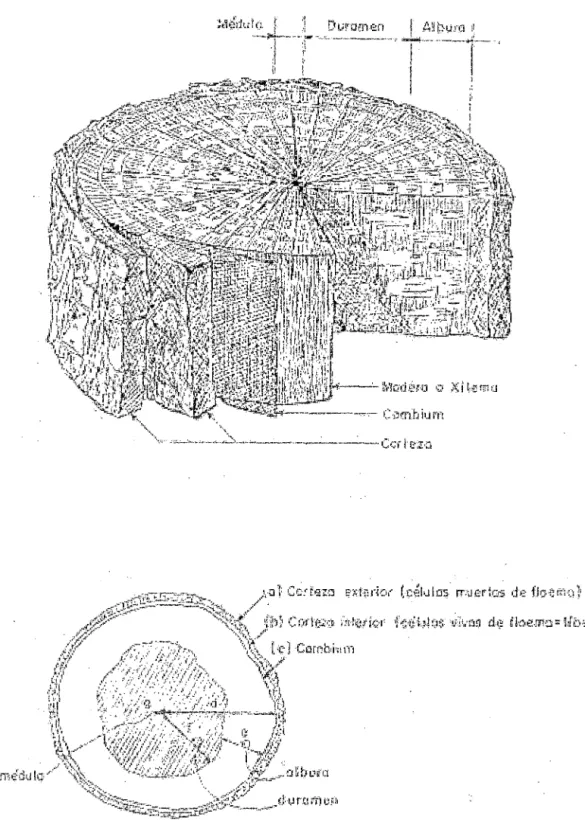 Figura  1.1  PARTES  DEL  TRONCO 