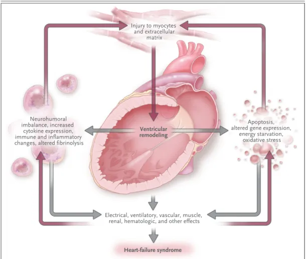 Figure 1.  Pathophysiology of Systolic Heart Failure.