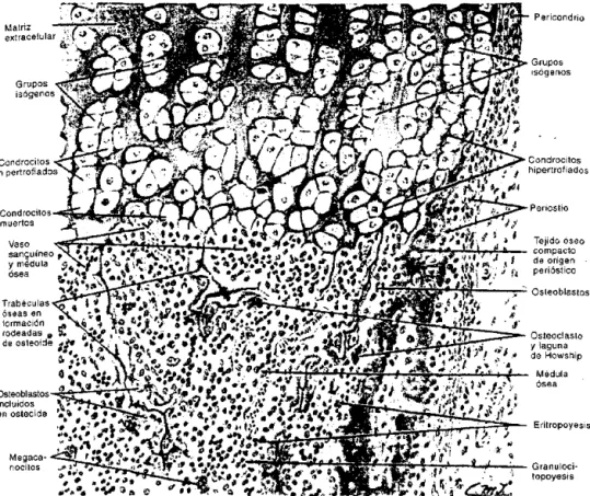 Fig. 7-20. Reprodllcci6n de