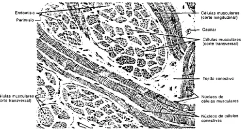 Fig. 8-2. Extremo de un