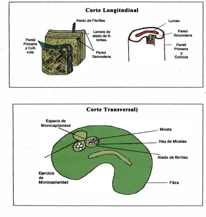 Gráfico  2.1.3  Pared  Primaria  y Cutl­ cula.  Ejercicio  de  Microcapilarldad  Corte  Longitudinal Atado de Fibrilles Pared Secundaria Corte Transversal)  Lumen  Pared  Secundaria Pared Primaria Cutlcuta y Atado de fibrillas  ----- Fibra 