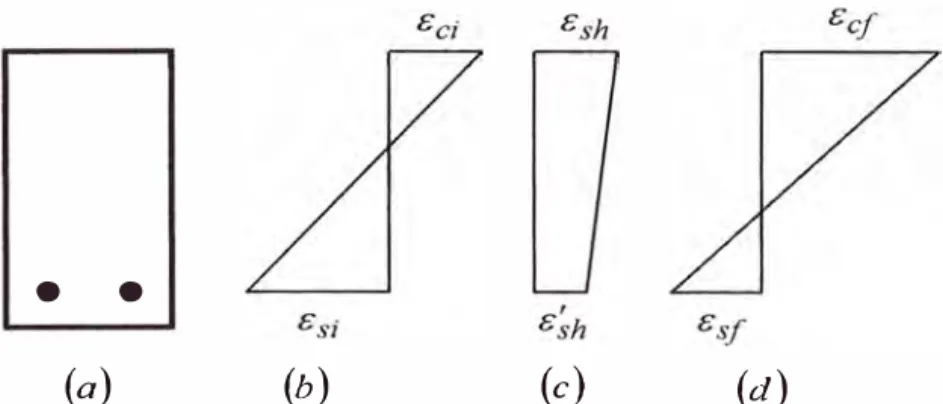 Figura  1.6  Efecto  de  la  contracción  en  una  viga  con  refuerzo  de  tracción:  (a)  Sección  transversal,  (b)  Deformación  inicial,  (c)  Deformación  por  contracción,  (d)  Deformación total (deformación inicial  + deformación por contracción) 