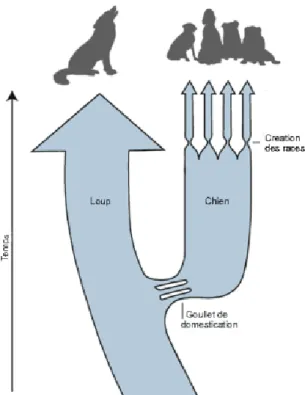 Figura 4: Los dos cuellos de botellas de la historia del perro (9, 54).  