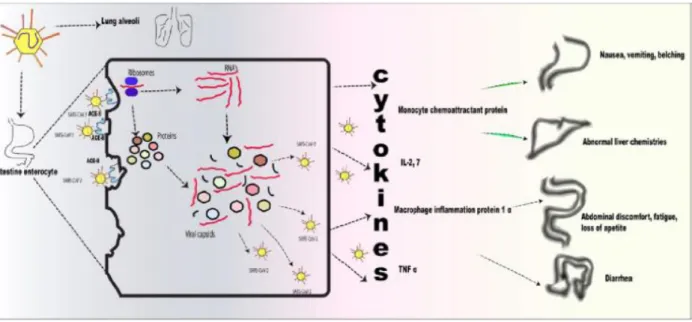 Figura 3. Efectos del COVID-19 sobre los enterocitos.  