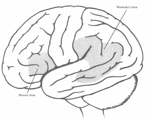 Figure 1. Traditionally it has been accepted that there are two major areas involved in language: frontal  Broca’s area and temporal Wernicke’s area