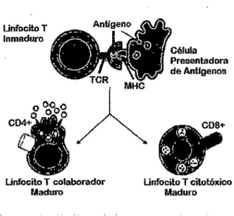 Figura  1.2:  Wikipedia 2003:  La presentación de  antígenos  estimula a  los  linfocitos  a  convertirse ya sean cito tóxicos (CD8+) o colaboradores (CD4+) 