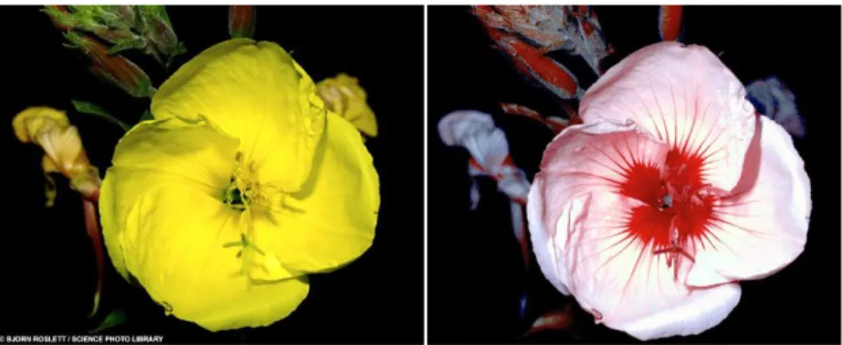 Figura 11. Una flor tal  como la percibe un ser  humano (a la izquierda) y  una abeja (a la derecha)