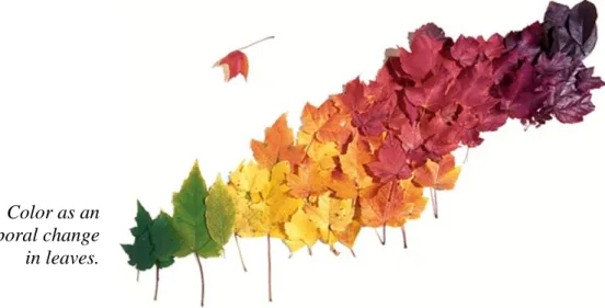 Figure 6. Color as an  index of temporal change  in leaves. 
