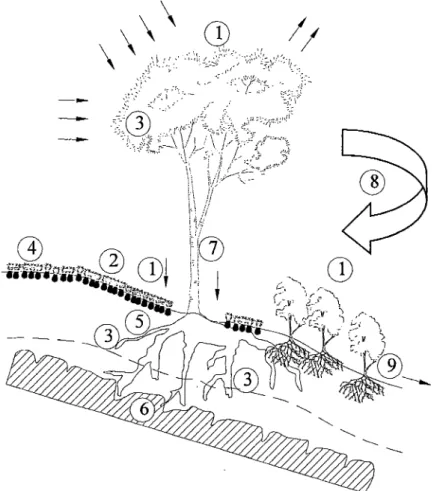 FIGURA 2-4.  Influencias hidrodinámicas de la vegetación en  estabilidad de taludes. 