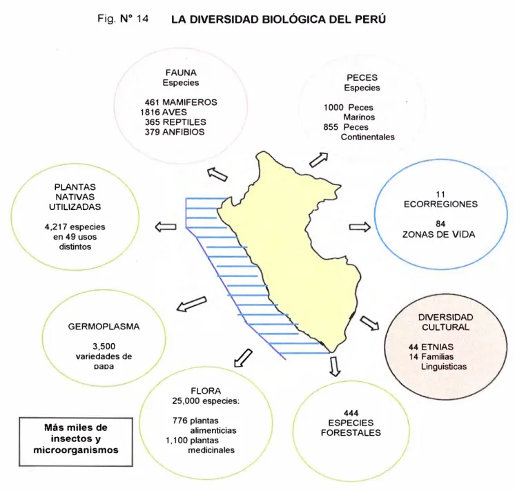 Fig.  N º  14  LA DIVERSIDAD BIOLÓGICA DEL PERÚ 