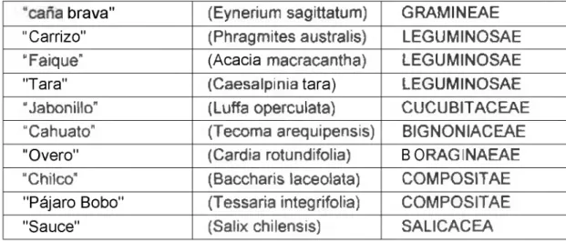 TABLA 7.  FLORA CARACTERÍSTICA DEL AREA DE  ESTUDIO brava&#34; (Eynerium  sagittatum) GRAMINEAE