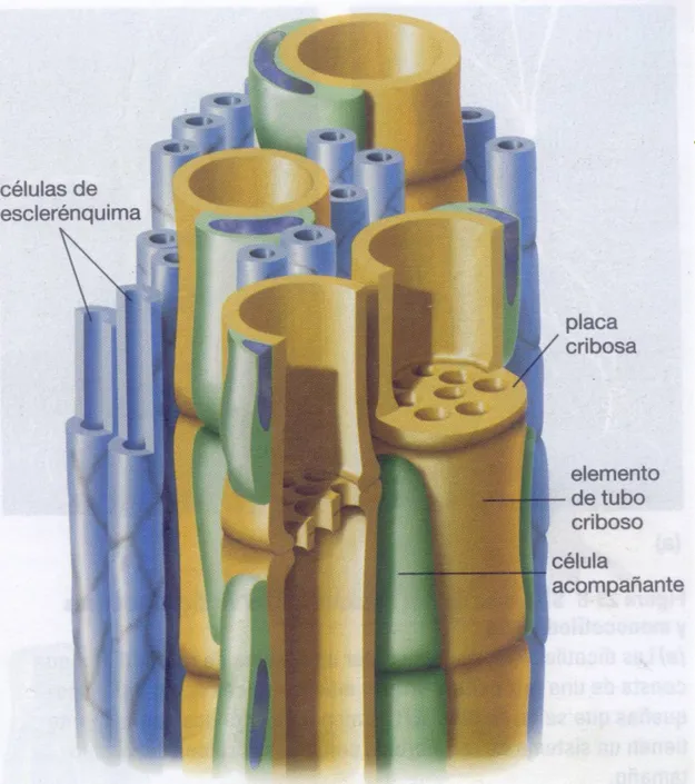 Figura 23-7 Estructura del floema El floema es una combinación de  tipo celulares que incluye 