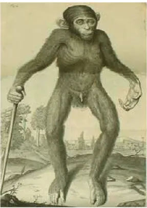 Fig. 5. Representación de lo que E. Tyson llamó un Pygmy (chimpancé infantil) publicada en The anatomy of  a Pygmy compared 