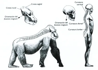 Fig. 13. Comparación de la ubicación del foramen magnum en un gorila y un humano y cambios en la columna (Arsuaga  y 