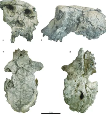 Fig. 15. Cráneo de Sahelanthropus tchadensis visto desde diferentes perspectivas: a) frontal; b) lateral; c) superior; d) inferior 
