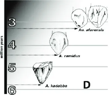 Fig. 18. Trayectoria evolutiva de la morfología canina en los primeros homínidos (Según Haile-Selassie et al., 2004).