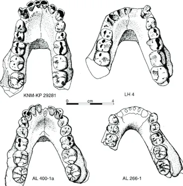 Fig. 20. Comparación de la morfología mandibular de un ejemplar de A. anamensis (arriba izquierda) con tres de A
