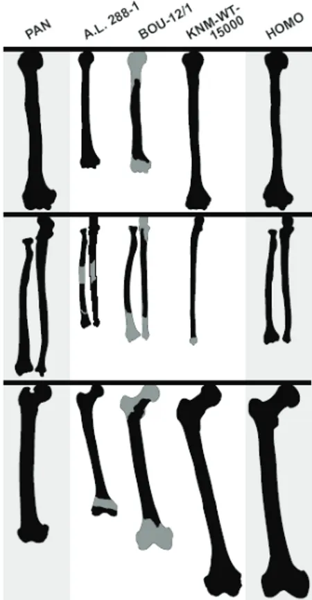 Fig. 23. Esquema que refleja los probables estadios evolutivos en la longitud de los huesos largos de los homínidos (Arriba: 