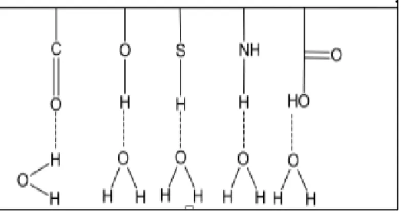 Figura 4. Formación de puentes de hidrógeno con  grupos funcionales. 