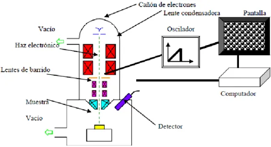Figura 7. Esquema del microscopio electrónico de barrido mostrando sus  principales  componentes