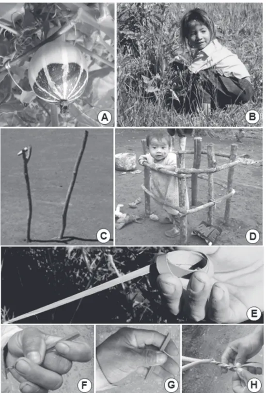 Fig. 2. A: El primer juguete de los varones: fruto de Cucurbita pepo var. ovifera (Cucurbitaceae)(12)