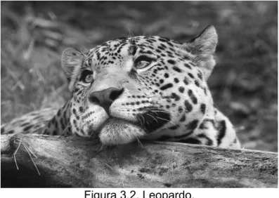 Figura 3.2. Leopardo.