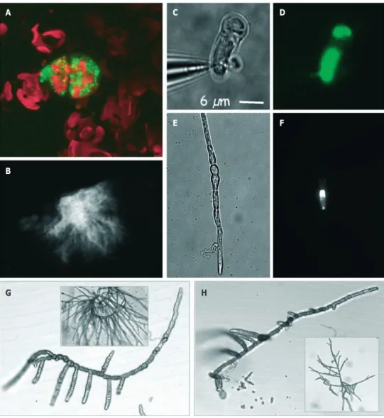 Photo 5.5: Illustration of some of the molecular tools being developed for the brown algal model species Ectocarpus siliculosus