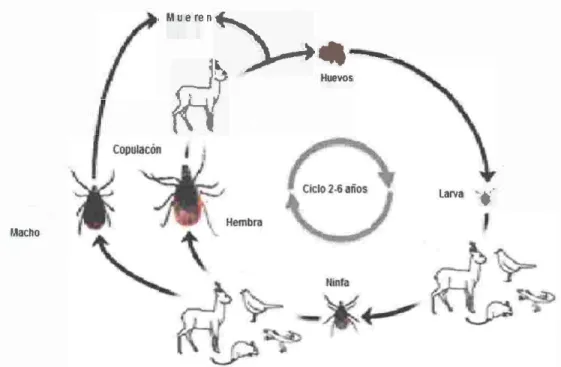 Figura 5. Ciclo biológico del  vector  Jxodes  ricinus  (Hemnann  y  Gern,  2015). 
