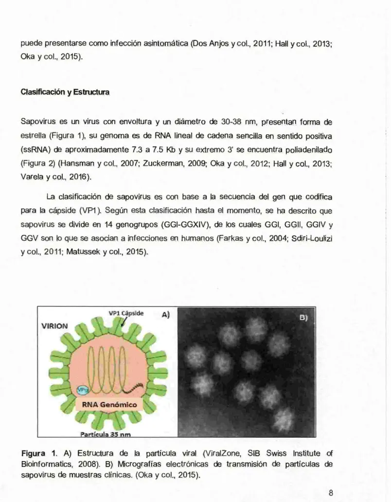 Figura  1 .   A)  Estructura  de  la  partícula  viral  (ViralZone,  SIB  Swiss  lnstitute  of  Bioinformatics,  2008)