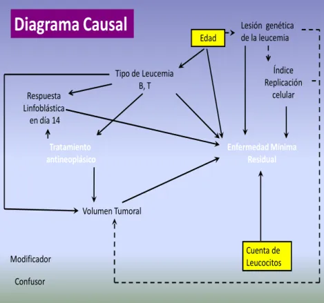 Figura 5. Diagrama causal de la enfermedad mínima residual de la leucemia  aguda linfoblástica