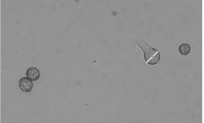 Fig. 5.Espora germinada, mostrando cómo el tubo germinal supera la longitud de la espora