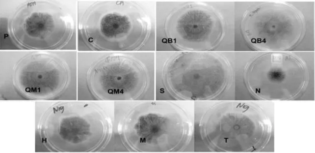 Figura  10.  Crecimiento  radial  de  A.  niger  a  las  168  h.  QB1  y  QB4:  quitosano  de  bajo  peso  molecular a 1 y 4 g/L, QM1 y QM4: quitosano de medio peso molecular a 1 y 4 g/L, S: sorbitol,  N:  NaCl,  P:  Control  PDA,  C:  control  PDA  acidif