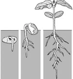 Figura 3.  Proceso de germinación de la semilla de maíz