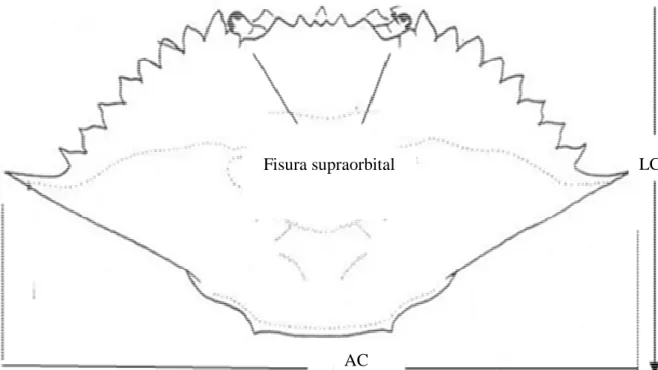 Figura 7. Vista dorsal del caparazón de  longitud del cefalotórax. 