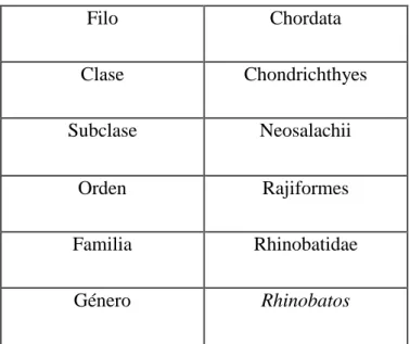 Tabla I. Posición taxonómica del pez guitarra 