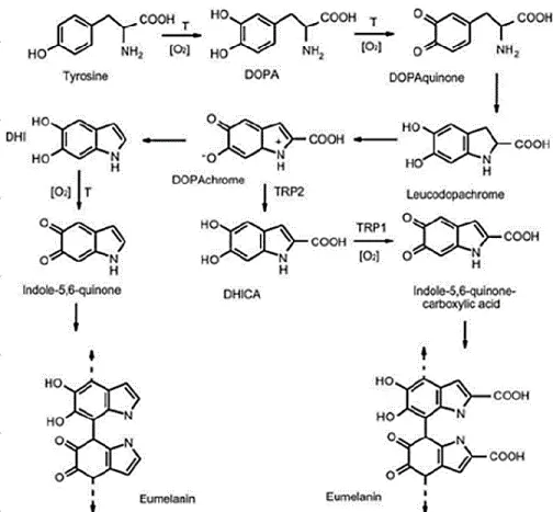 Figure 4. Eumelanin pathways production in melanocytes [75]. 
