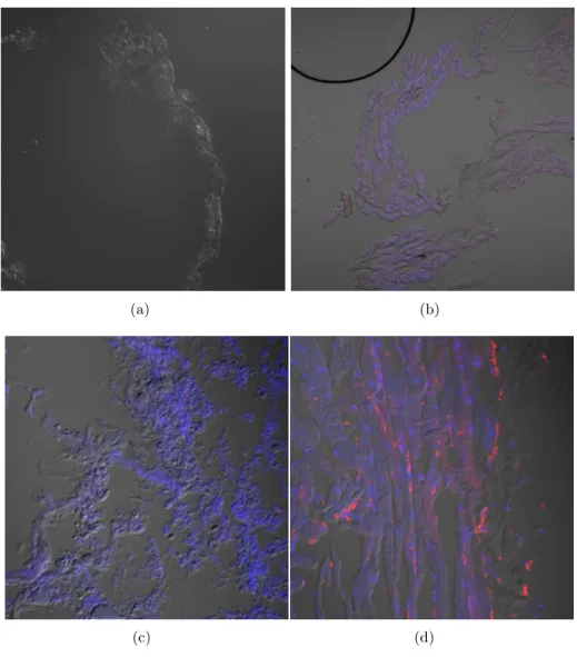 Figura 4.2: Im´ agenes de Microscop´ıa de Fluorescencia que se van a procesar.