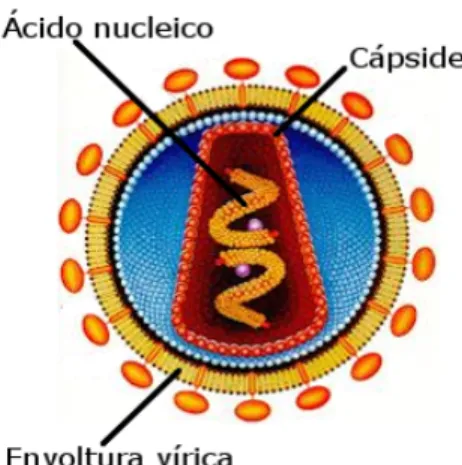 Figura 1.1: Estructura de un virus