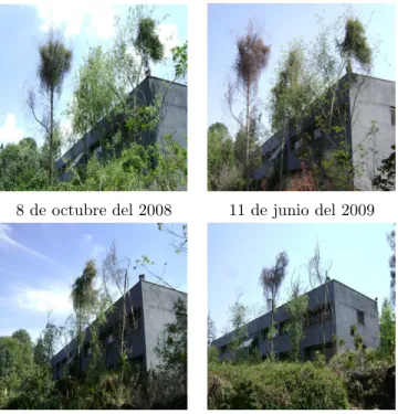 Cuadro 1.2: Alamillos (Populus tremuloides) que est´ an en la zona cultural de C.U. El mu´erdago es Struthanthus interruptus.