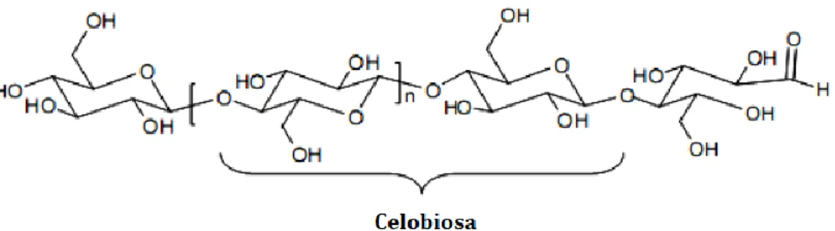 Figura 2 Estructura química de la celulosa 