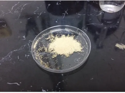 Figura 4 Levadura comercial Saccharomyces cerevisiae  deshidratada. 